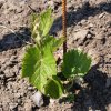 wlubicin 4